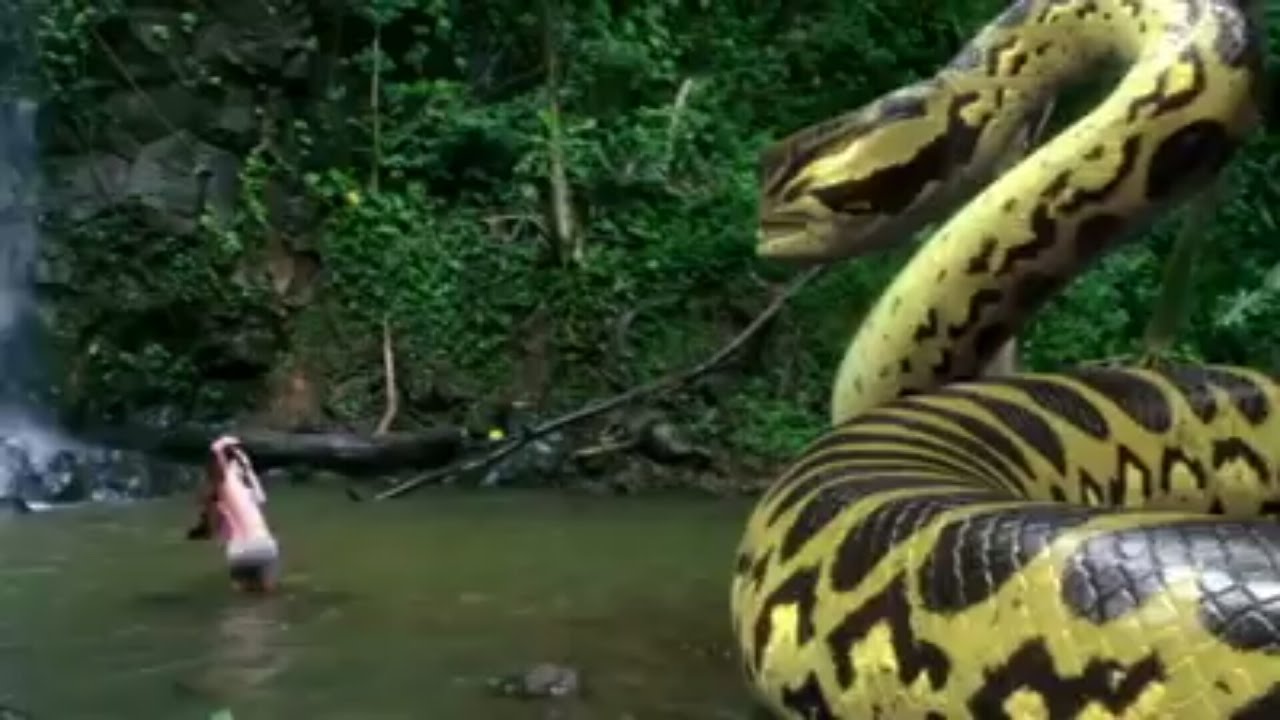watch anaconda full movie
